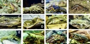 Cottonmouth snake with mouth open displaying white lining