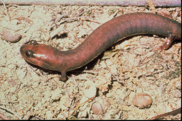 Red Hills salamander in its natural habitat